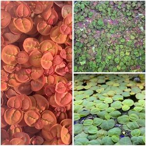 Red Root Floaters(RRF) - LIVE Aquarium/Pond Plants
sandwich bag